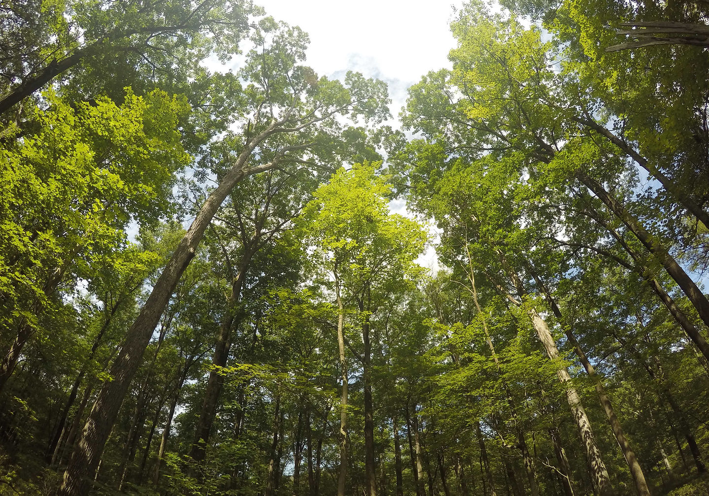 Árvores na floresta